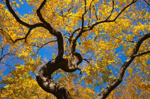 Autumn leaves.