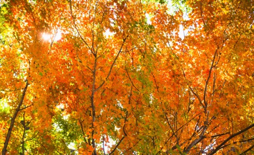 Autumn leaves.