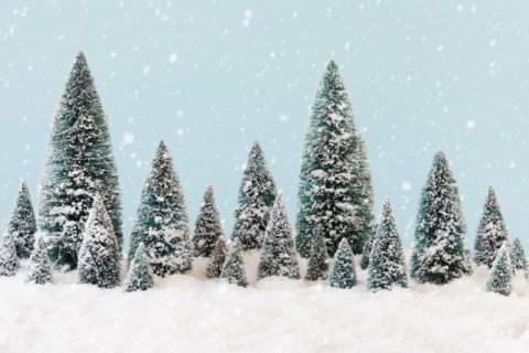 Pine trees covering by snow, studio shot.