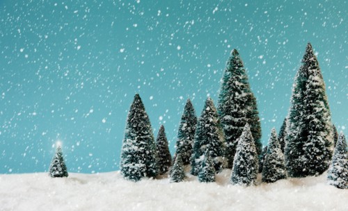Pine trees covering by snow, studio shot.