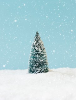 Pine tree covering by snow, studio shot.