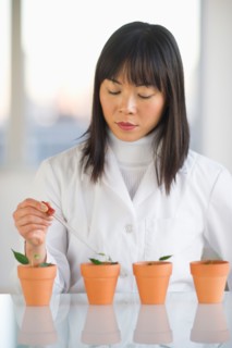 Scientist dropping liquid into seedlings.
