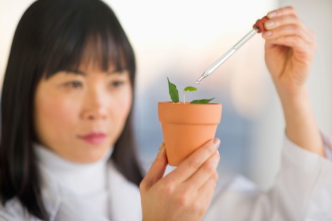 Scientist dropping liquid into seedlings.