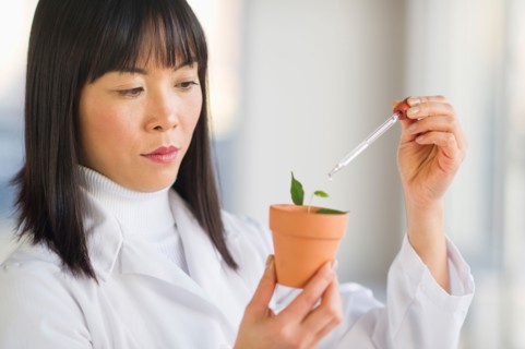 Scientist dropping liquid into seedlings.
