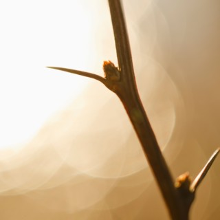 Close-up of twig with thorns.