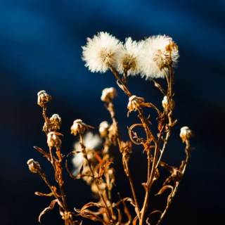 View of dried flowers.