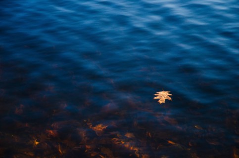 USA, Pennsylvania, Poconos, Leaf floating on water.