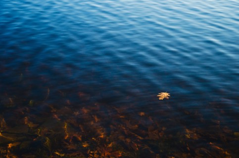 USA, Pennsylvania, Poconos, Leaf floating on water.