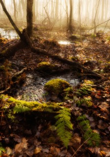 USA, Pennsylvania, Poconos, Scenic view of forest.