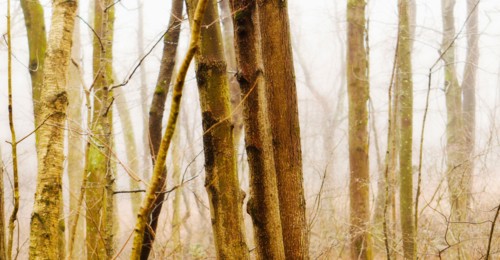 USA, Pennsylvania, Poconos, Close-up of tree trunks in forest.