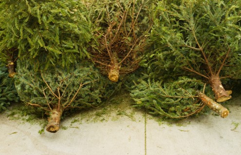 Close up of cut Christmas trees lying on pavement.