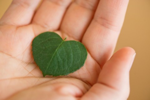 Close up of man's hand holding green leaf in shape of heart, studio shot.