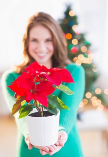 Young woman with red poinsettia. Photo : Daniel Grill