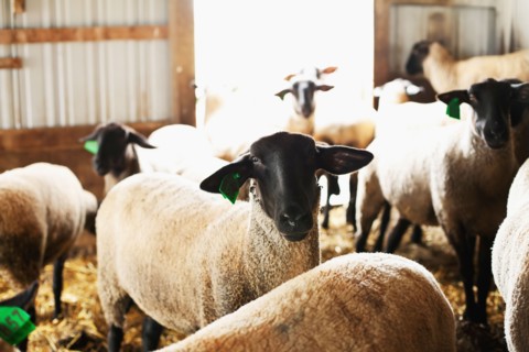 Sheep in barn. Photo : Sarah M. Golonka