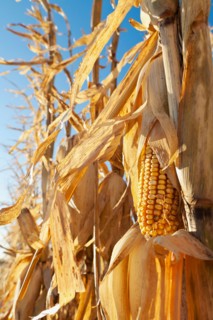 USA, Iowa, Latimer, Close-up of ripe corn. Photo : Sarah M. Golonka