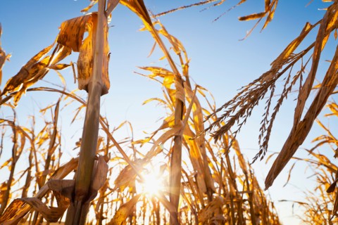 USA, Iowa, Latimer, Close-up of ripe corn. Photo : Sarah M. Golonka