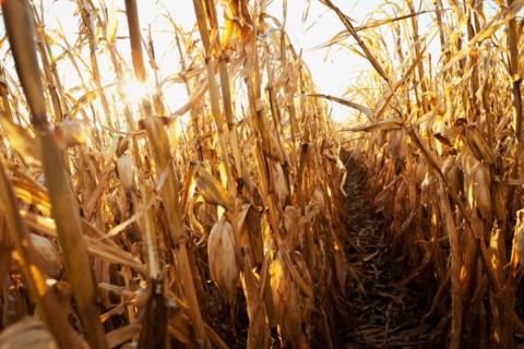 USA, Iowa, Latimer, Field of ripe corn. Photo : Sarah M. Golonka