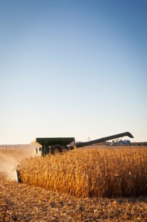 USA, Iowa, Latimer, Combine harvester harvesting corn. Photo : Sarah M. Golonka