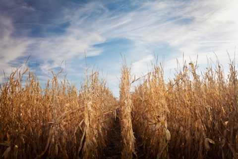 USA, Iowa, Latimer, Field of ripe corn. Photo : Sarah M. Golonka
