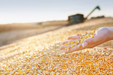 USA, Iowa, Latimer, Combine harvester harvesting corn. Photo : Sarah M. Golonka