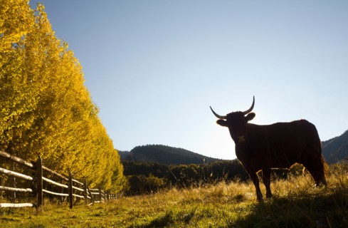USA, Colorado, Cow on pasture. Photo : John Kelly