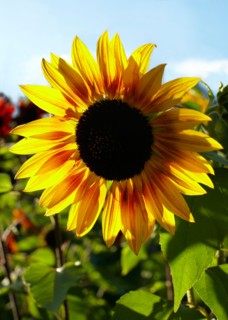 Close-up of sunflower. Photo : John Kelly