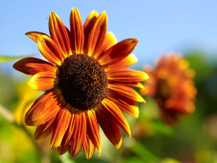 Close-up of flower. Photo : John Kelly