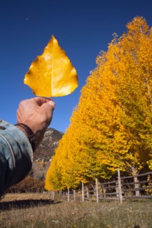 USA, Colorado, Hand holding yellow leaf against blue sky. Photo : John Kelly