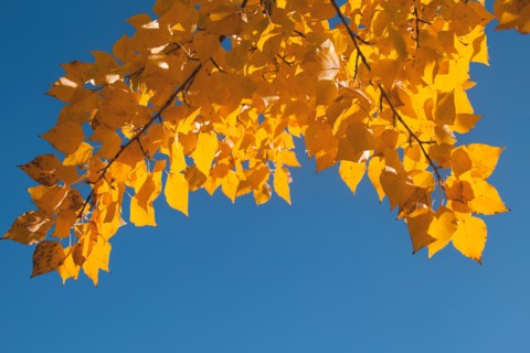 Close-up of yellow leaves against blue sky. Photo : John Kelly