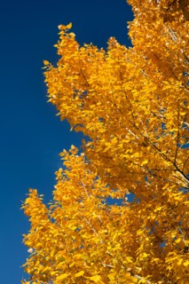 Close-up of yellow leaves against blue sky. Photo : John Kelly