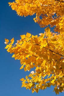 Close-up of yellow leaves against blue sky. Photo : John Kelly