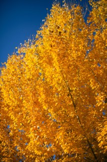 Close-up of yellow trees against blue sky. Photo : John Kelly