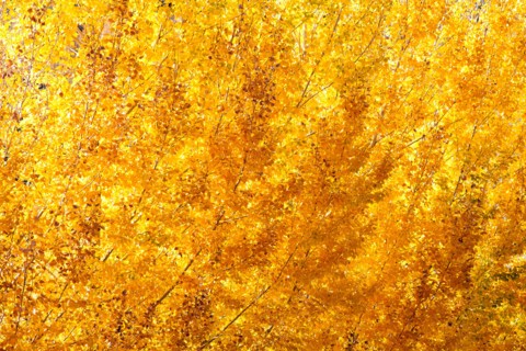 Close-up of yellow tree. Photo : John Kelly