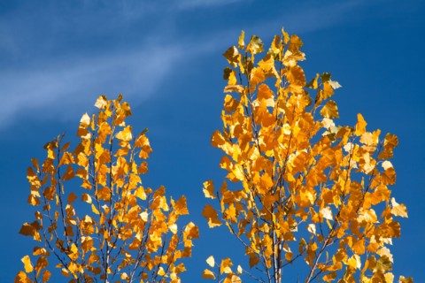 Close-up of yellow leaves against blue sky. Photo : John Kelly