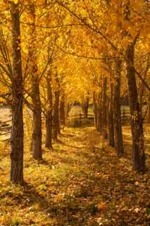 USA, Colorado, Autumn tree lined footpath. Photo : John Kelly