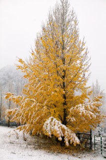 USA, Colorado, Yellow tree covered by snow. Photo : John Kelly