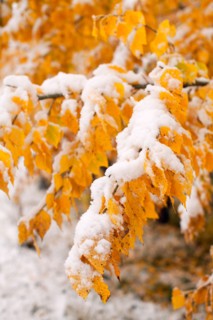 Twigs with yellow leaves covered by snow. Photo : John Kelly