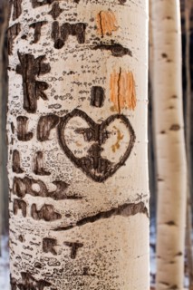 Close-up of aspen tree trunk with carved heart. Photo : John Kelly