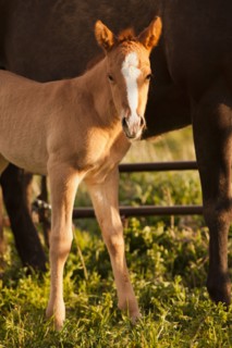 USA, Utah, Lehi, Foal with mother. Photo : Mike Kemp
