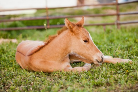 USA, Utah, Lehi, Foal lying on grass. Photo : Mike Kemp