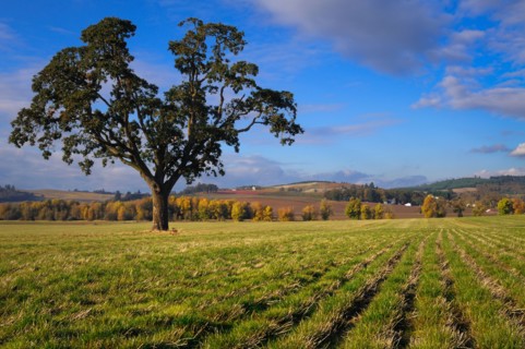 USA, Oregon, Polk County, Oak tree in field. Photo : Gary Weathers