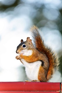 Tree squirrel eating. Photo :  Elena Elisseeva