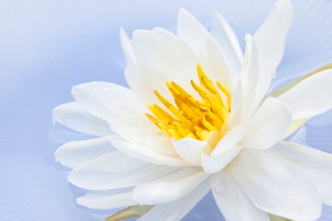 Close-up of water lily, studio shot. Photo :  Elena Elisseeva