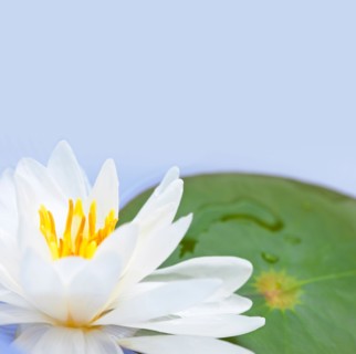 Close-up of water lily, studio shot. Photo :  Elena Elisseeva