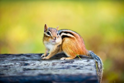 View of chipmunk . Photo : Elena Elisseeva