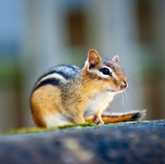 View of chipmunk . Photo : Elena Elisseeva