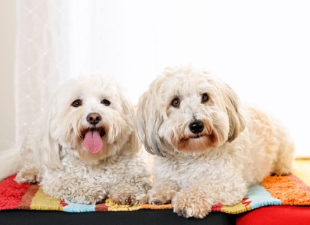 Portrait of two puppies of cotton de tulear. Photo : Elena Elisseeva