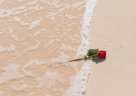 Red rose on beach.