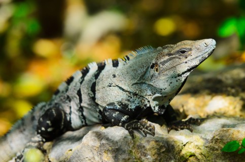 Mexico, Yucatan, Tulum. Iguana basking in sunlight.