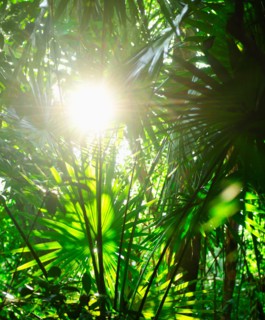 Mexico, Yucatan. Tropical leaves.